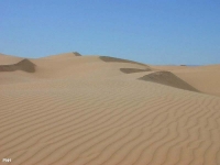 Les dunes près de Mhamid