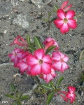 Adenium