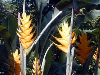 Heliconia ou Balisier