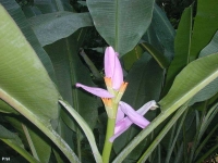 Fleur de bananier