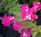 Bougainvillée détail