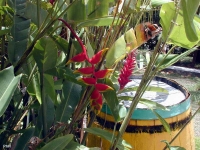 Heliconia et Alpinia