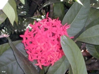 Ixora