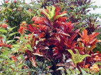 Ixora et Croton