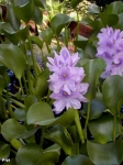 Jacinthe d'eau