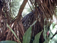 Pandanus