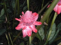 Rose de Porcelaine