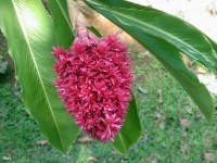 Zebrina Pendula