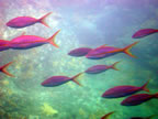 Malenure : Dans la réserve Cousteau