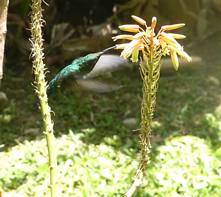colibri