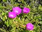 Le Cap : fleurs sauvages 