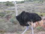 Oudtshoorn : capitale des autruches