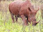 Rhinocéros