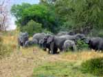 Elephant Plains