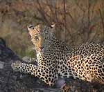 Voyage en Afrique du Sud