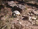Le village des tortues